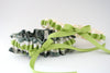 Camouflage, Ivory and Green Garter Set